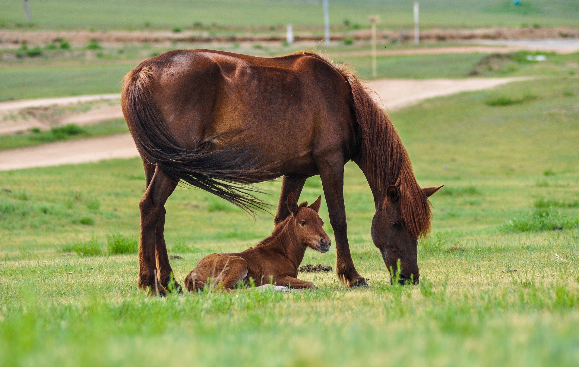 KWPN: technika Foalsqueeze może pomóc źrebiętom typu „dummy foal”