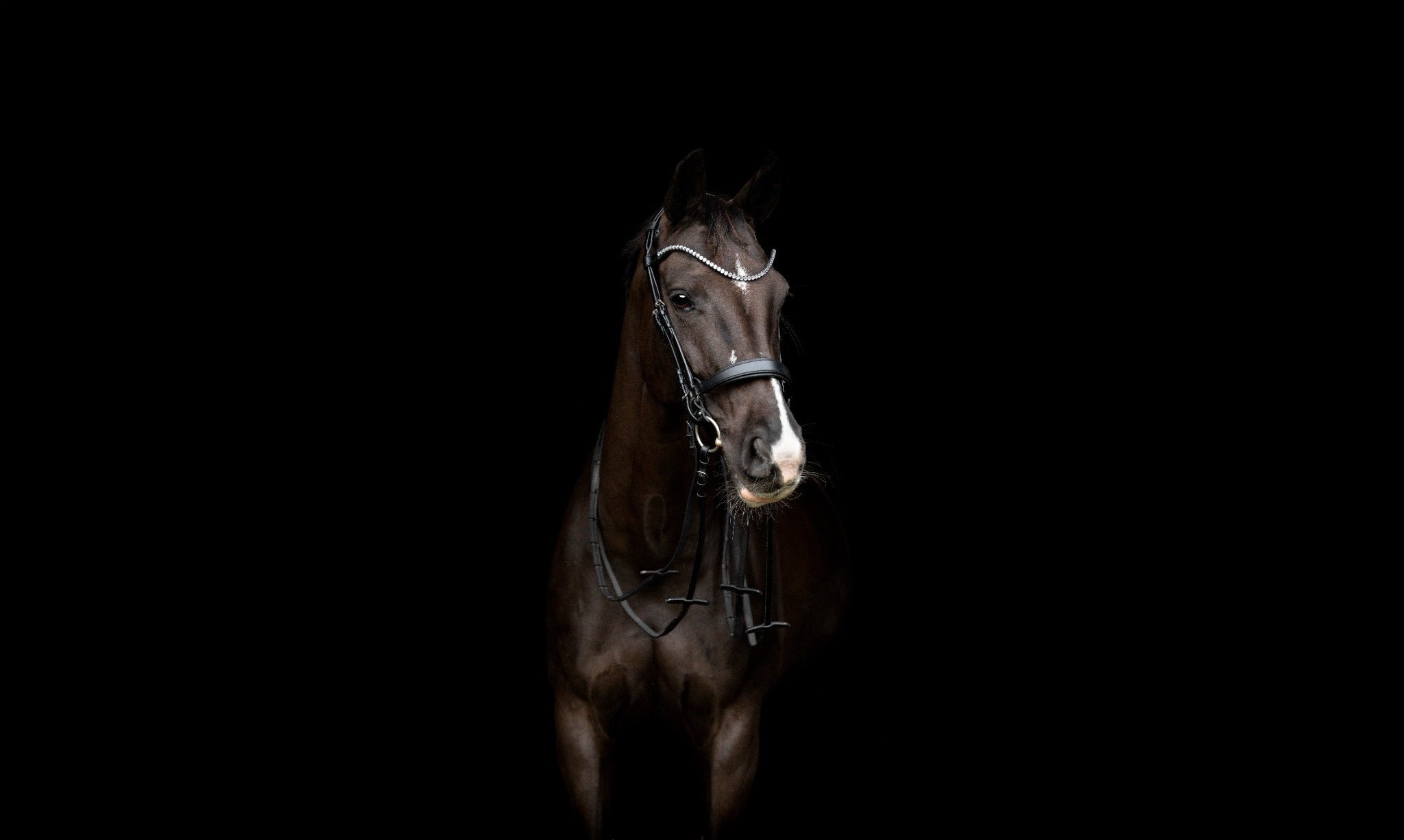 Catago Gentle Bridle: ogłowie przyszłości