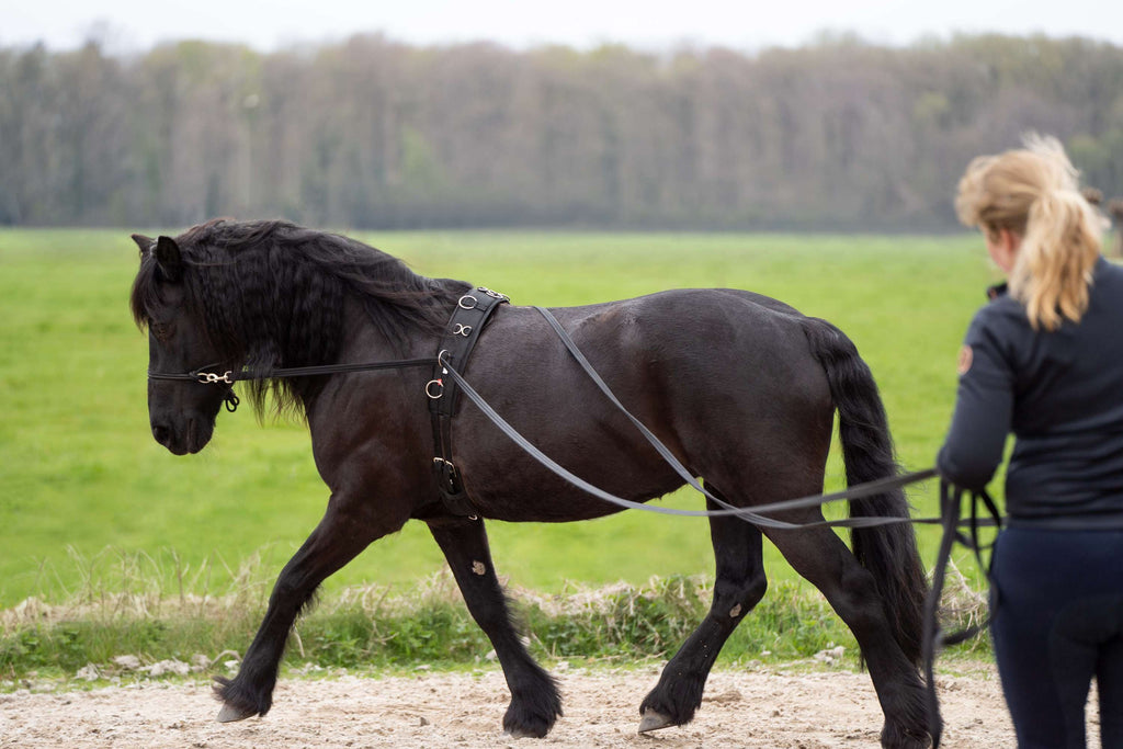Imperial Riding Lonża IRHFree Ride Czarna