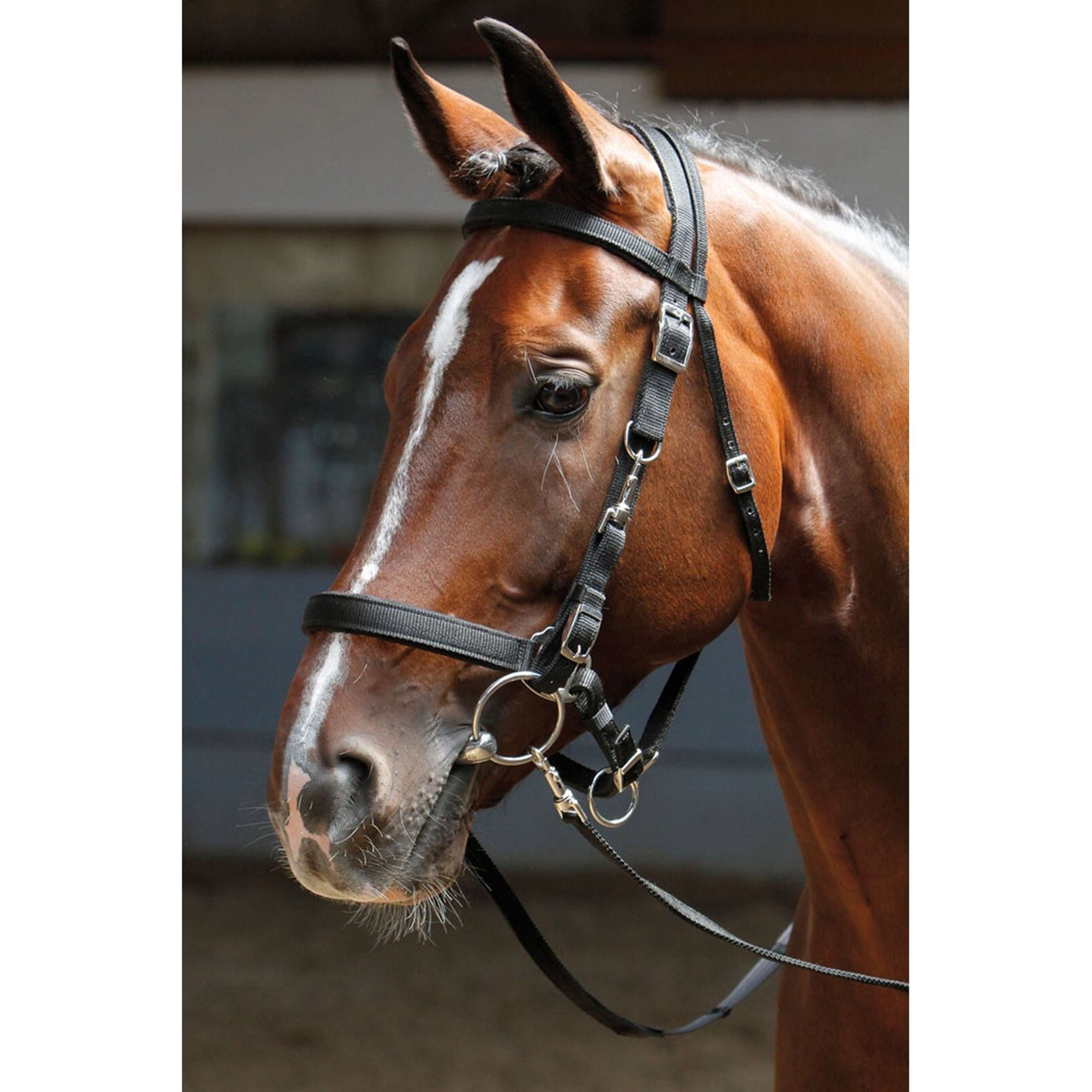 Harry's Horse Ogłowie/Kantar Czarny