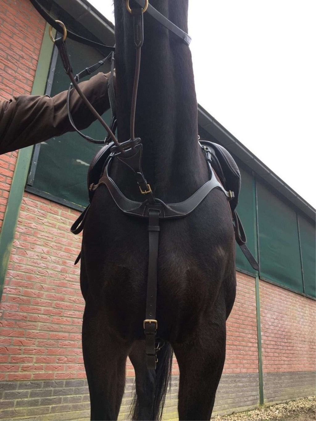 Harry's Horse Napierśnik Deluxe Brązowy