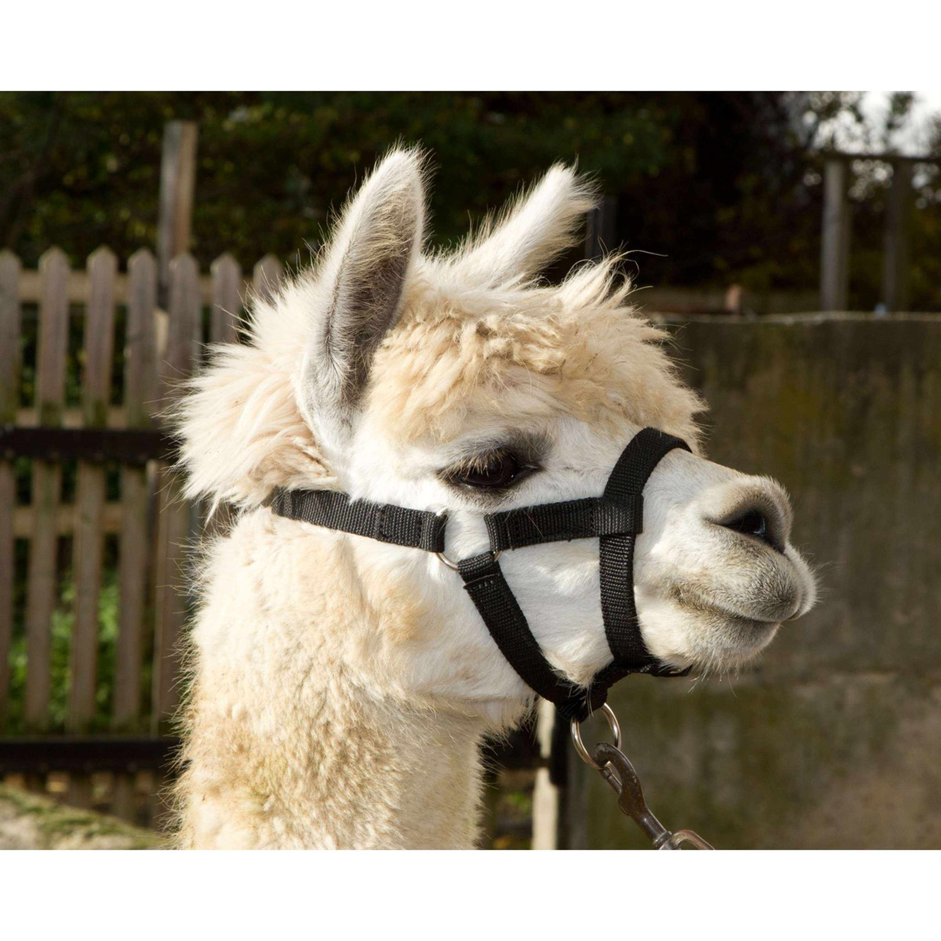 Kerbl Kantar Regulowany Alpaca Czarny