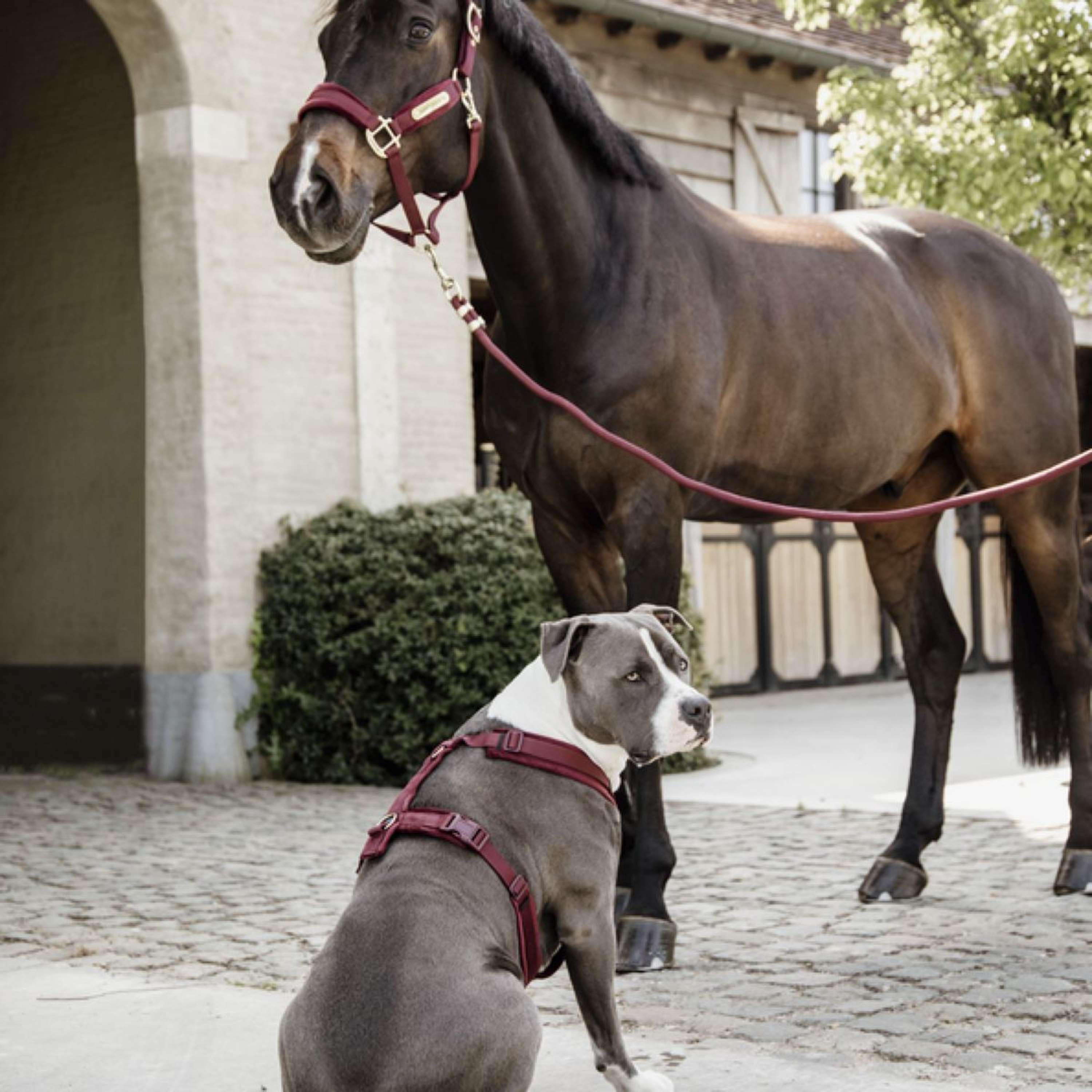 Kentucky Lina Do Prowadzenia Basic Bordowy