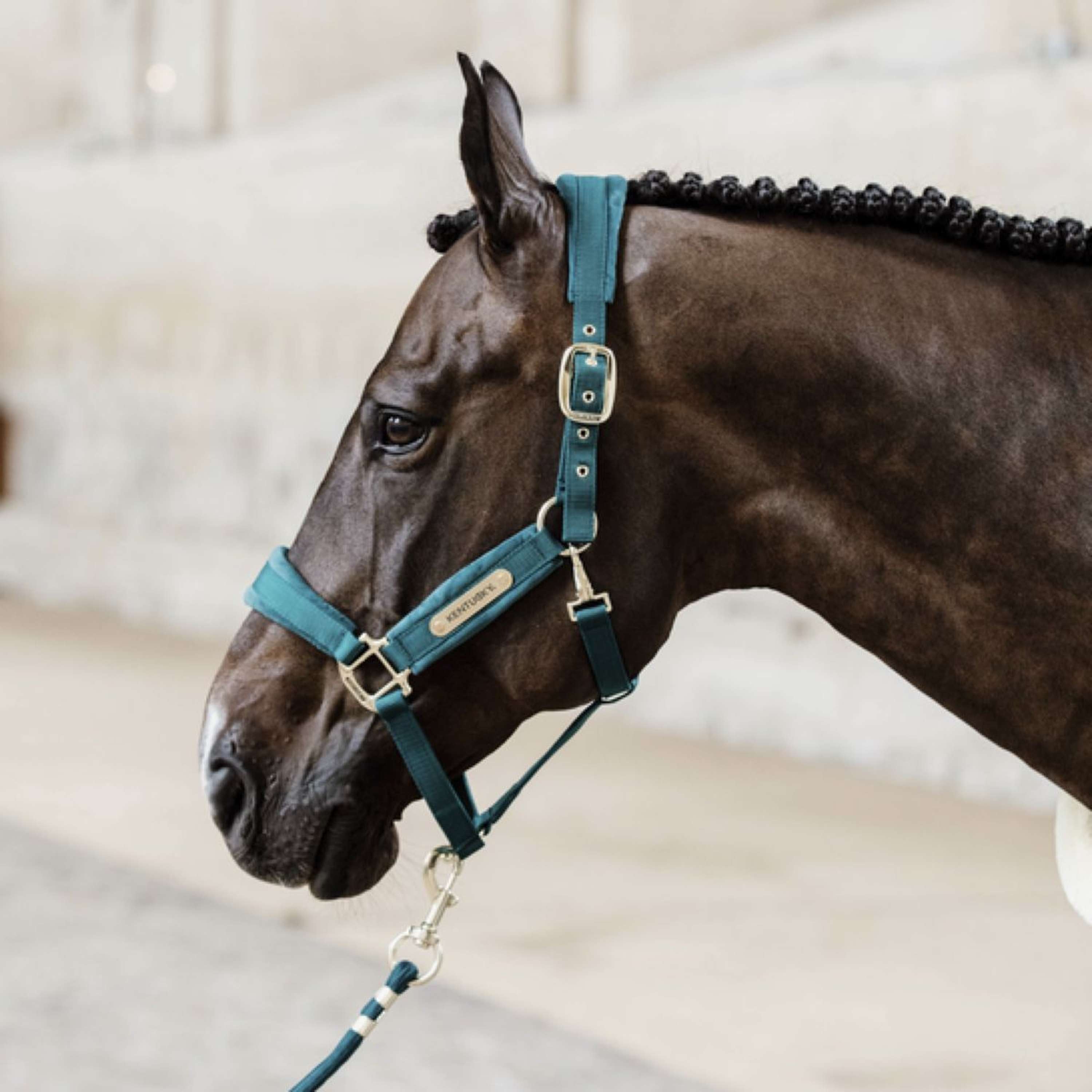 Kentucky Lina Do Prowadzenia Basic Szmaragdowy