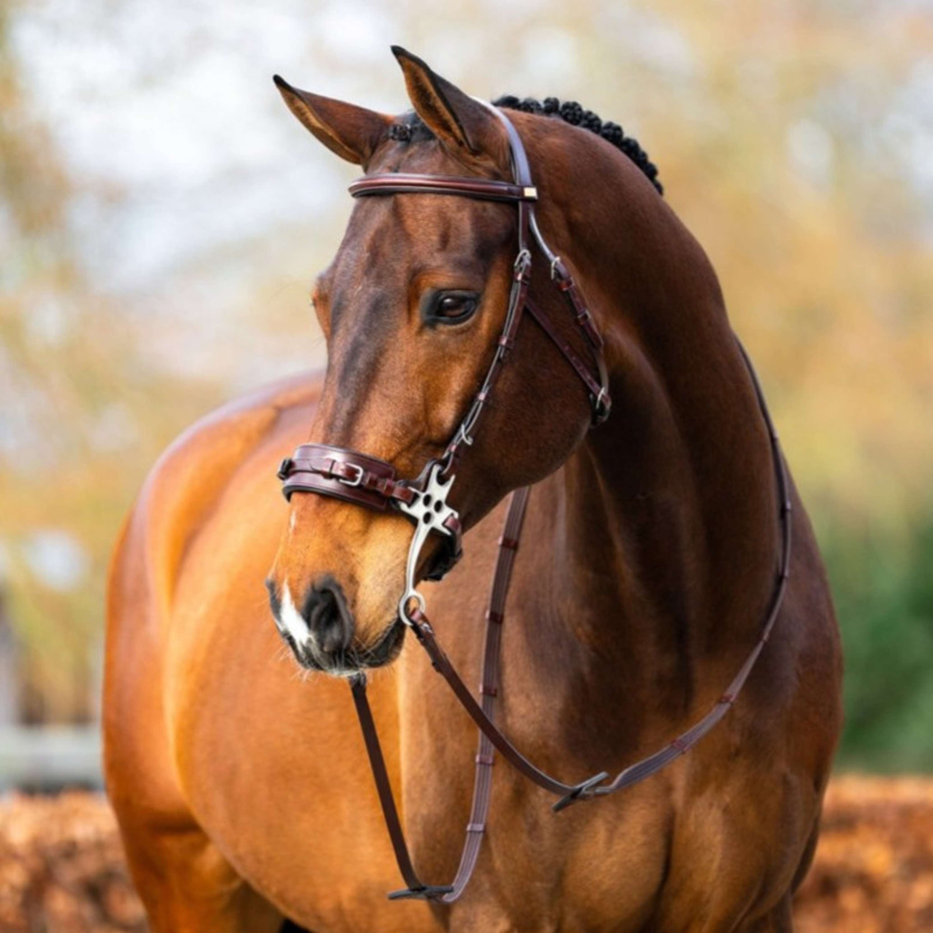 BR Hackamore Thornbury Dębowy/Srebrny