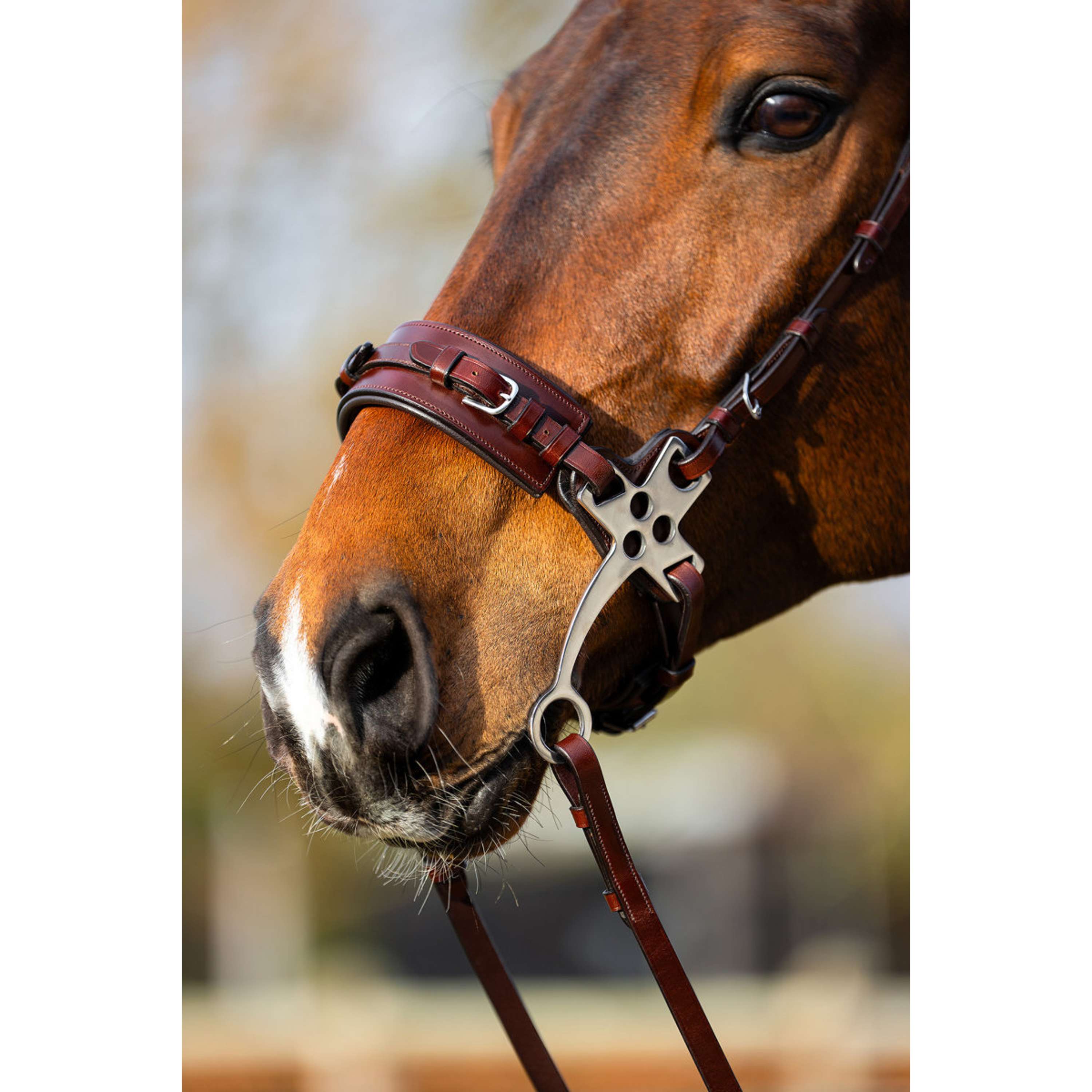 BR Hackamore Thornbury Dębowy/Srebrny