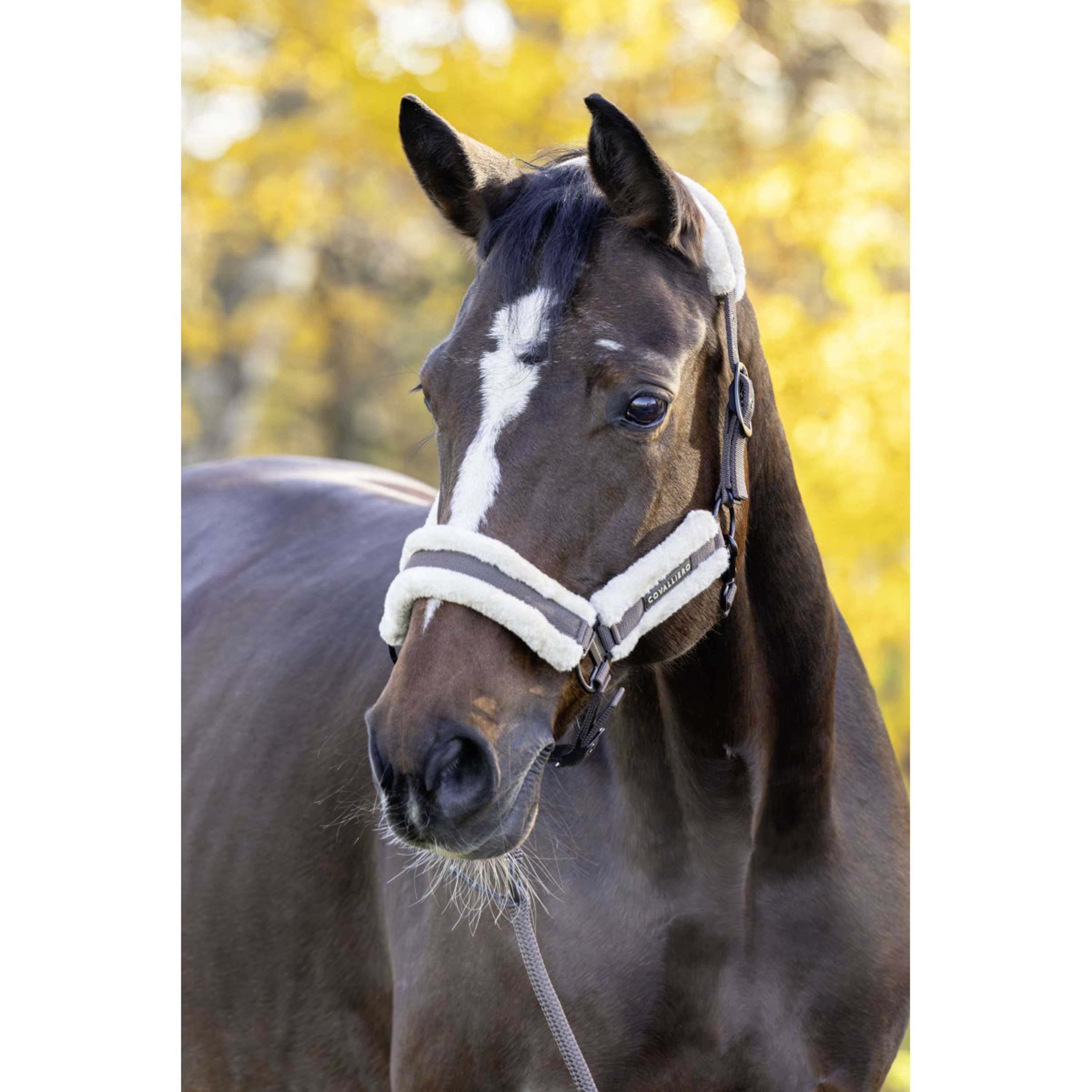 Covalliero Kantar Soft AW26 Milky Chocolate