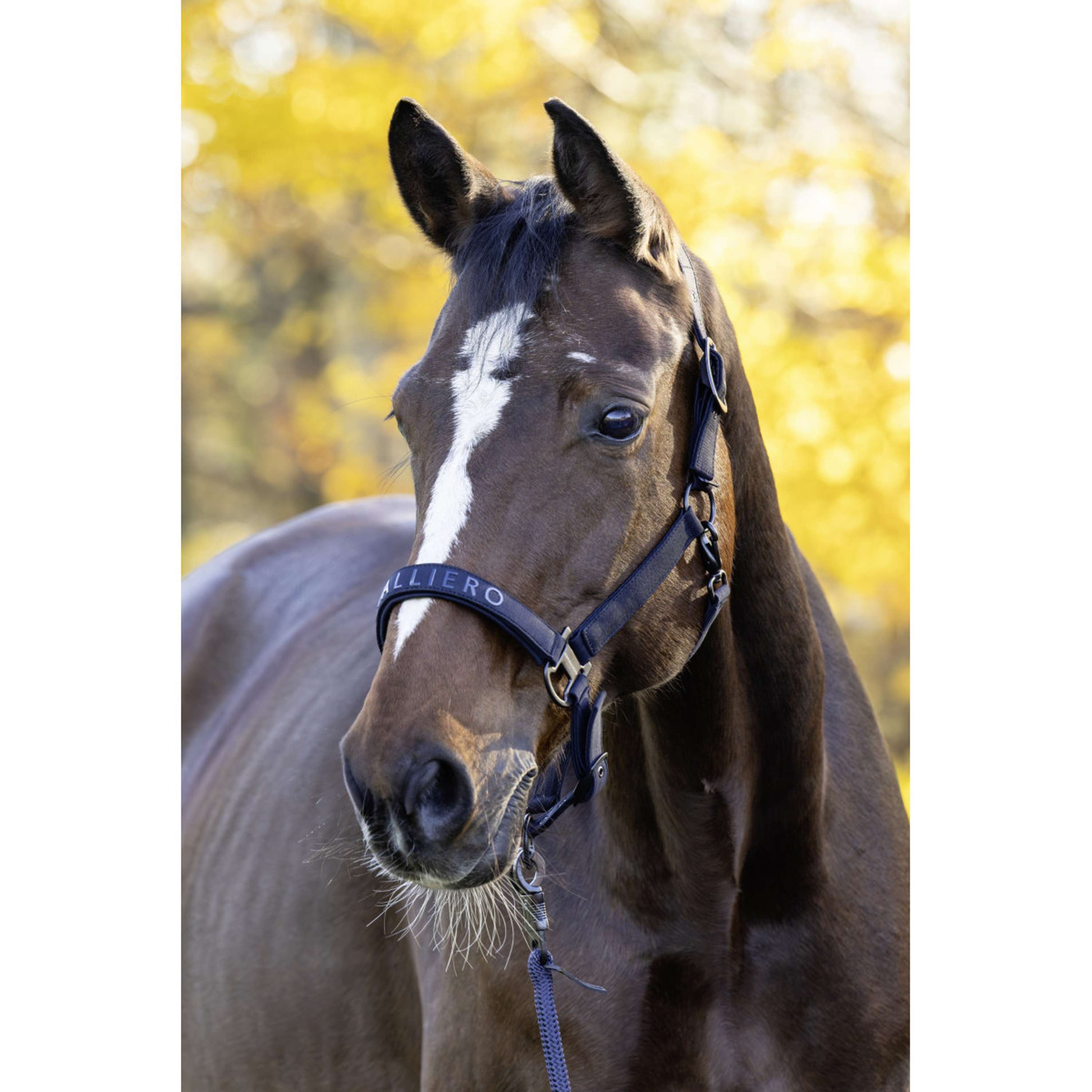 Covalliero Kantar AW26 Ciemnogranatowy