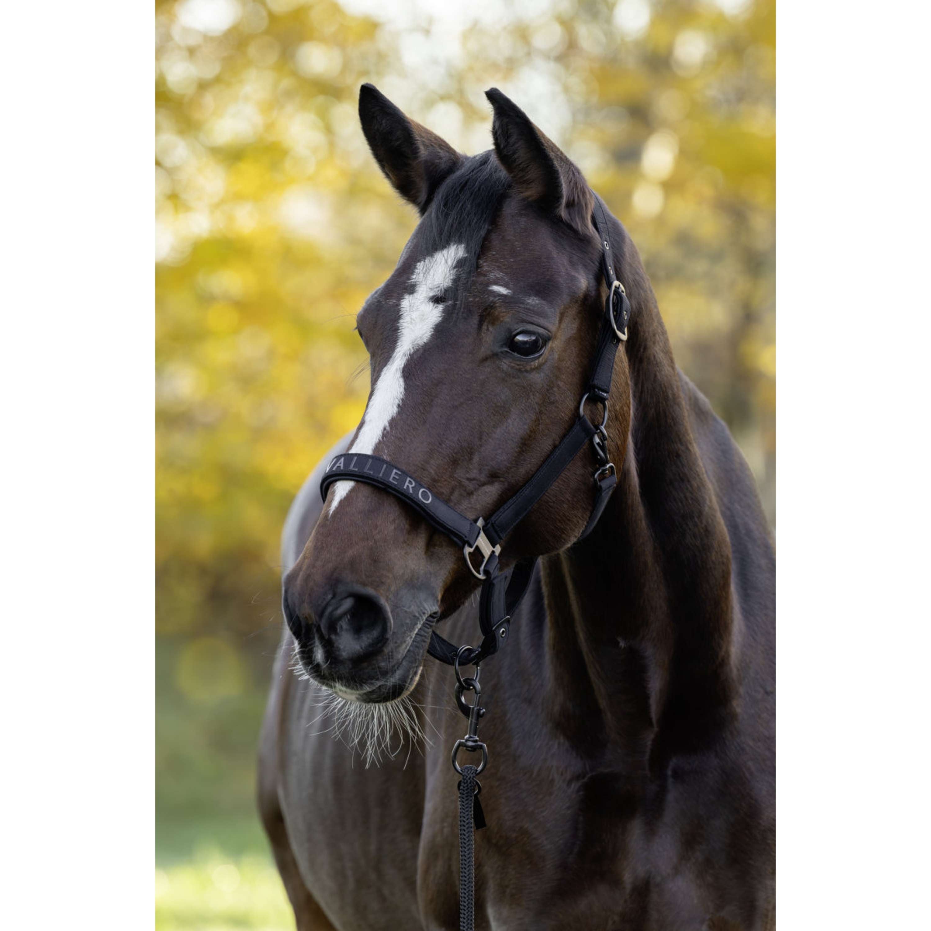 Covalliero Kantar AW26 Czarny
