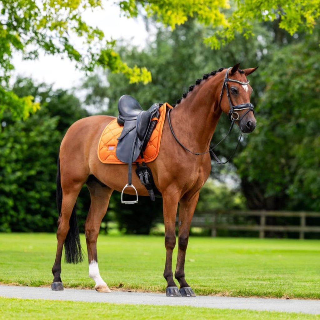 Equestrian Stockholm Czakrak Aksamitny Ujeżdżeniowy Chestnut