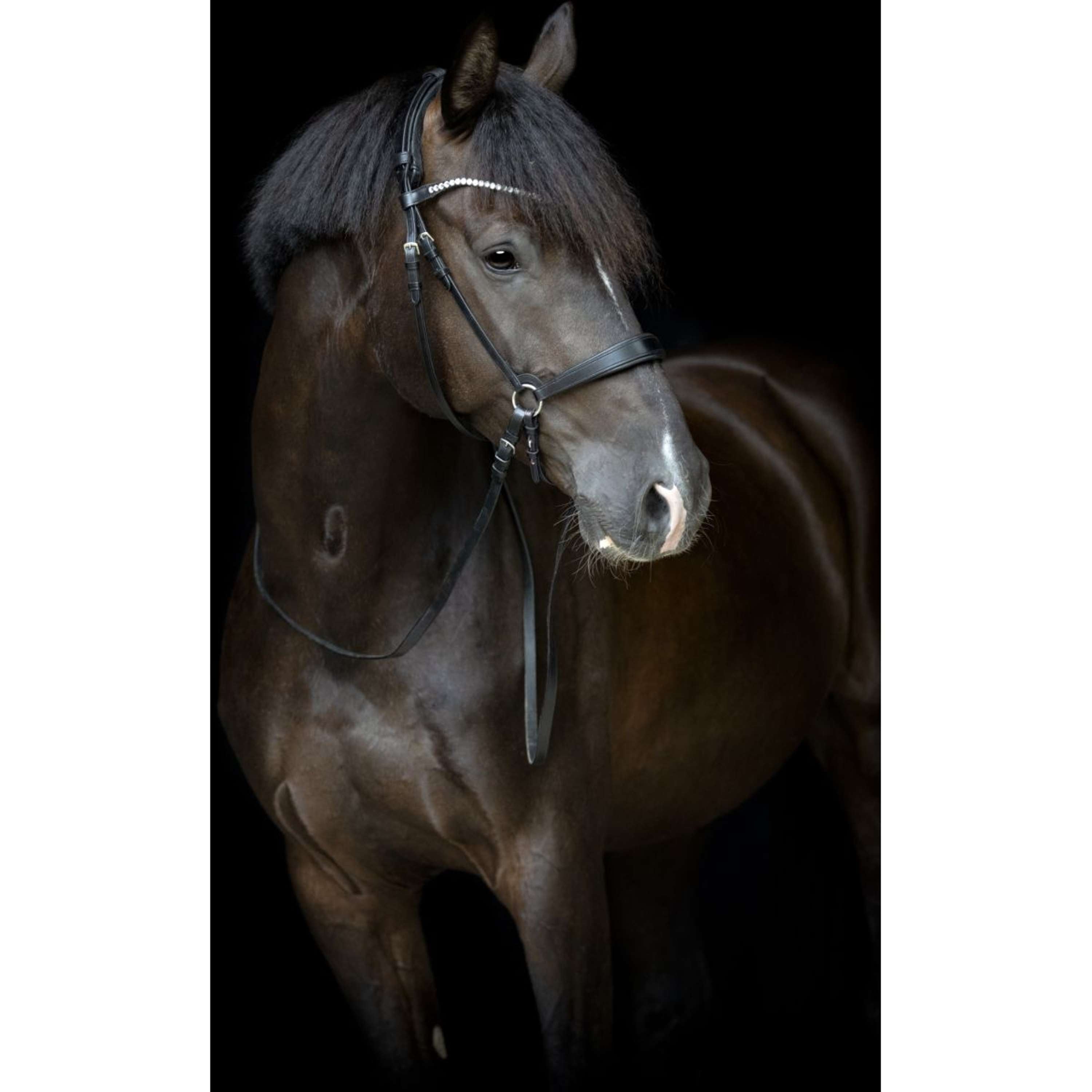 Catago Podgardle Gentle met Klamry Czarny
