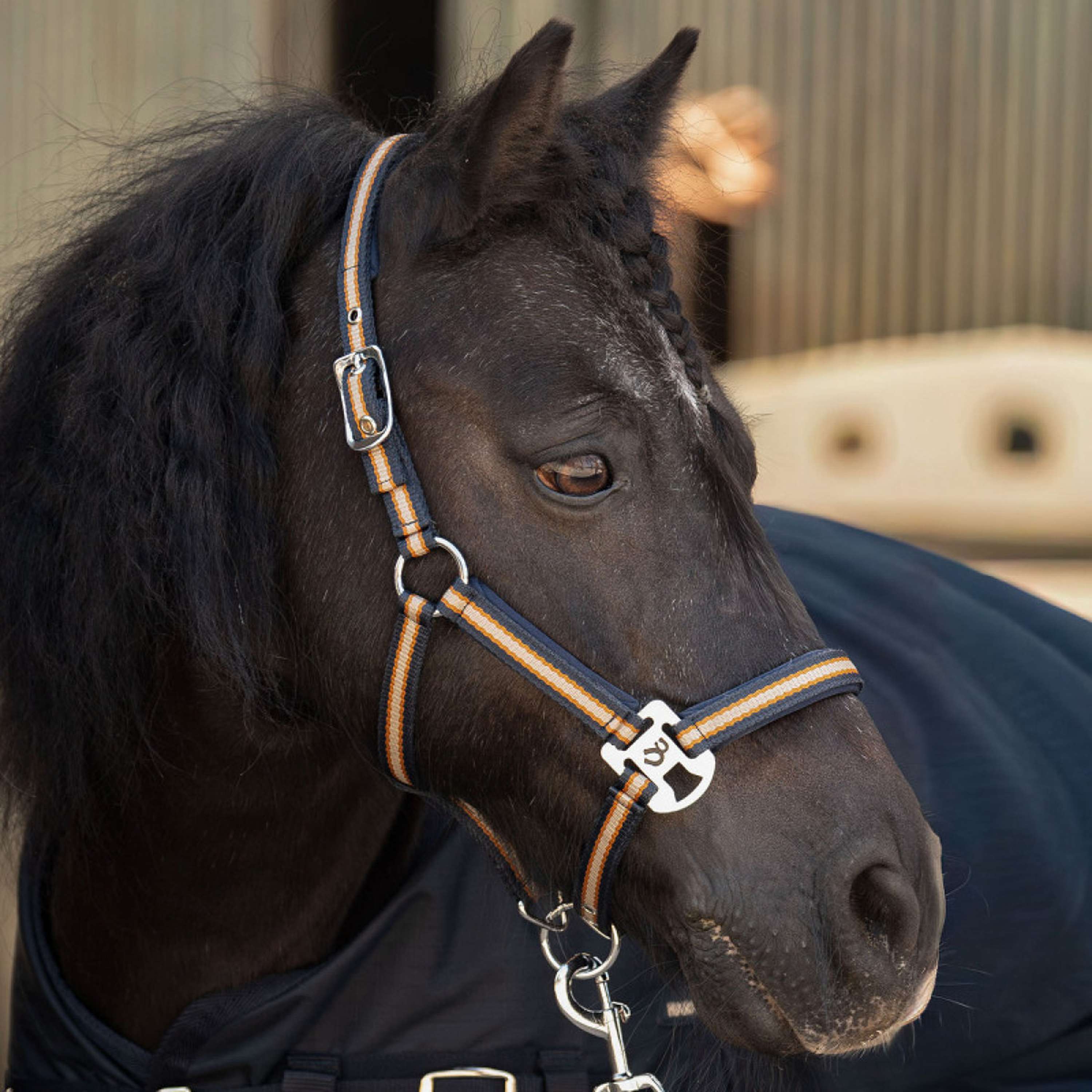 Harry's Horse Zestaw Kantara STOUT! Maverick Total Eclipse